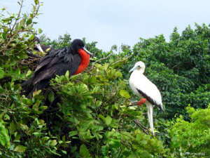 Fregate & Red Footed Booby. Half Moon Caye, Belize. Canon... by Bea & Stef Primatesta 